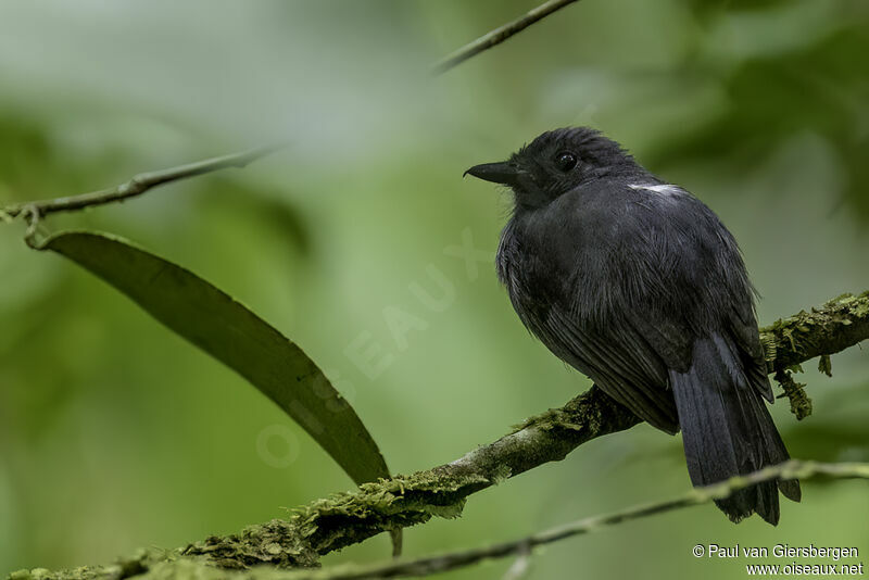 Cinereous Antshrike