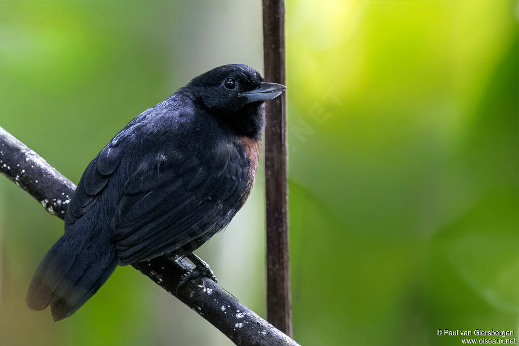 Batara des fourrés femelle adulte