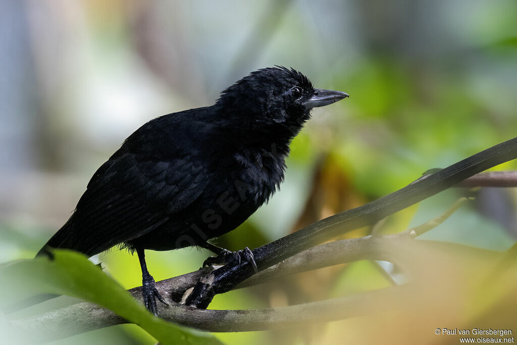Batara des fourrés mâle adulte