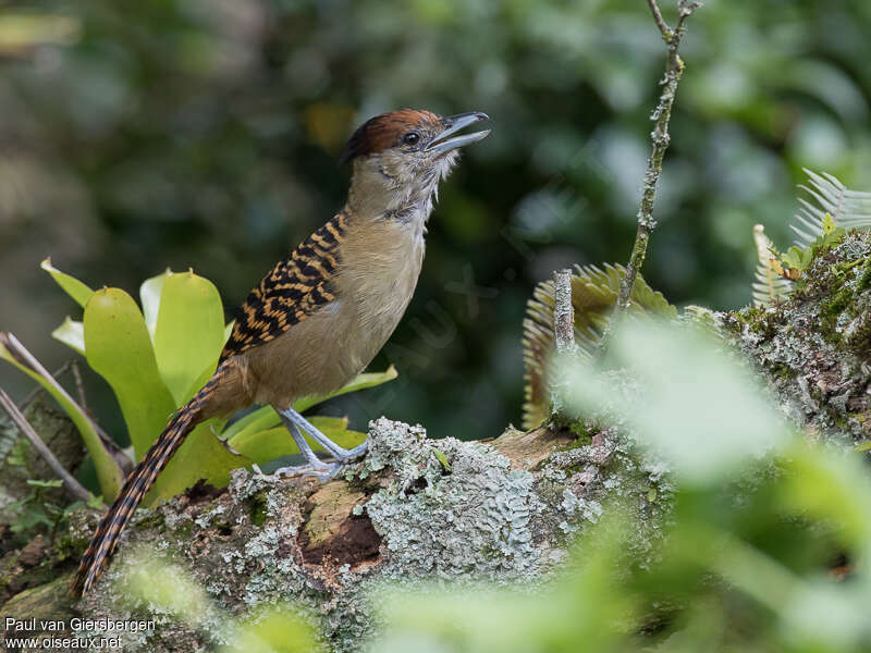 Giant Antshrike