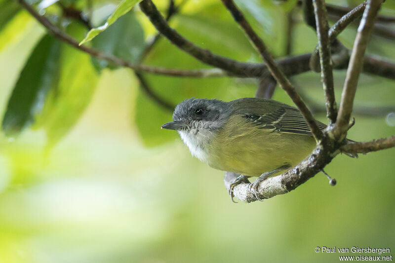 Plain Antvireo