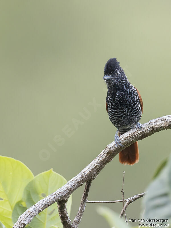 Chestnut-backed Antshrike male adult