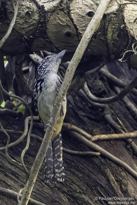 Spot-backed Antshrikeadult