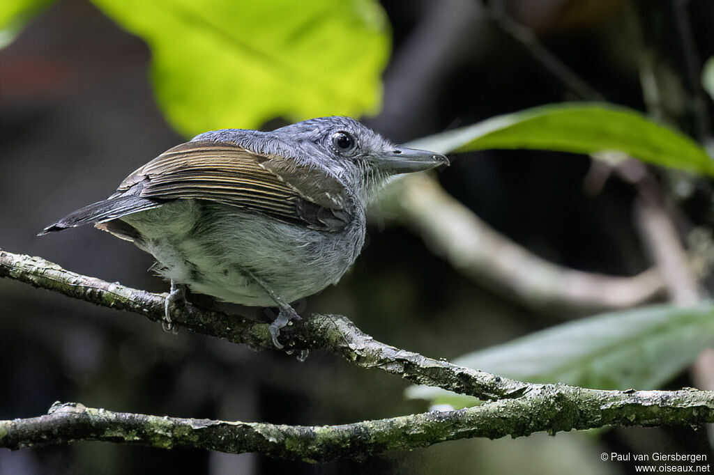 Mouse-colored Antshrike male adult