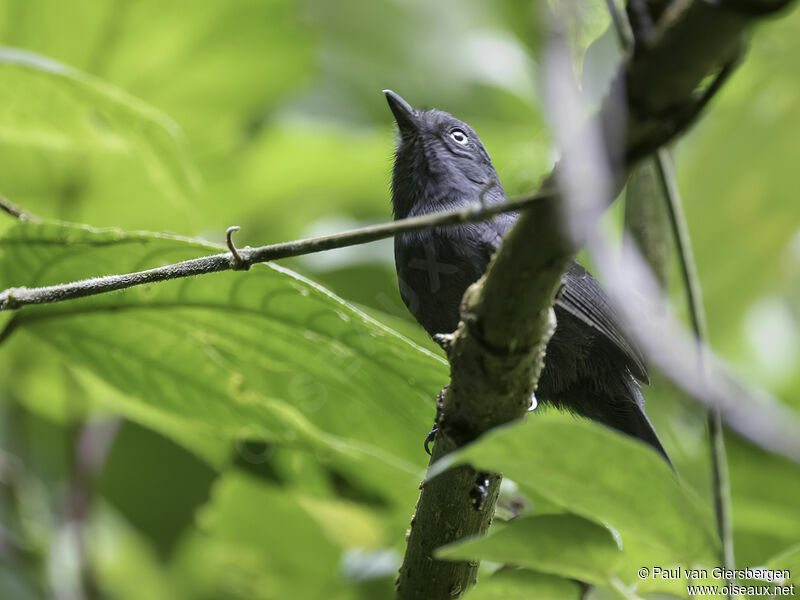 Uniform Antshrike male adult