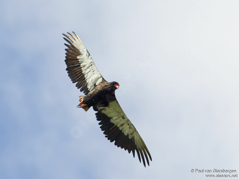 Bateleur