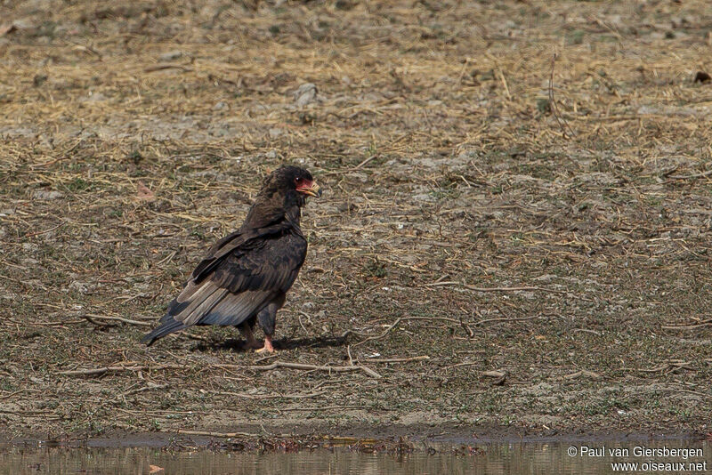 Bateleur