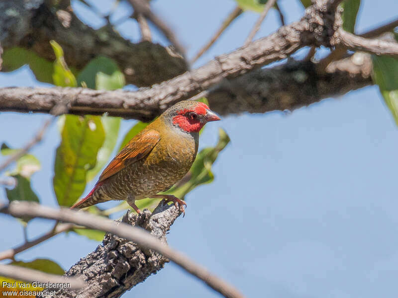 Orange-winged Pytilia male adult, identification