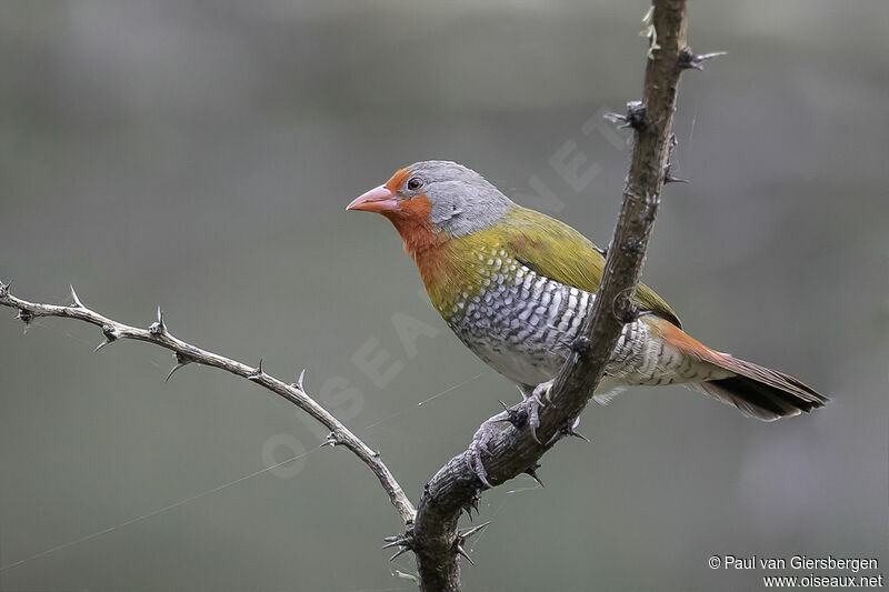 Green-winged Pytilia male adult