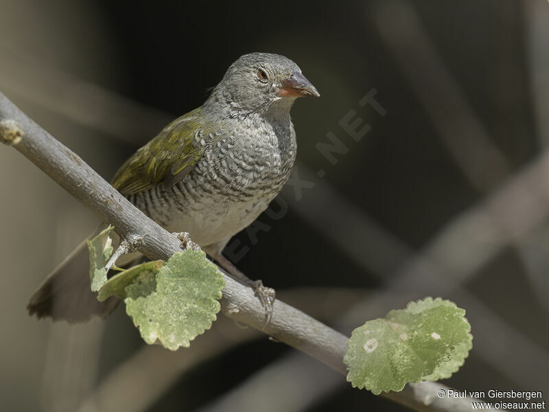 Green-winged Pytilia female adult