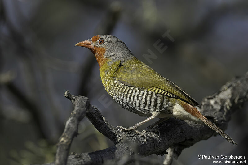 Green-winged Pytilia male adult