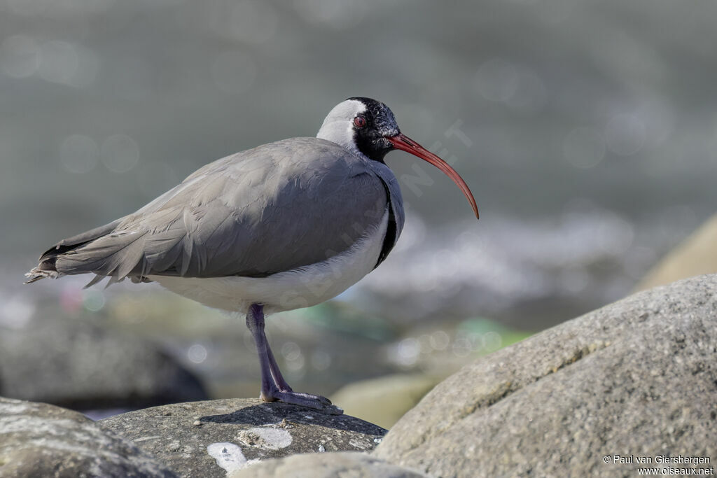 Bec-d'ibis tibétainadulte