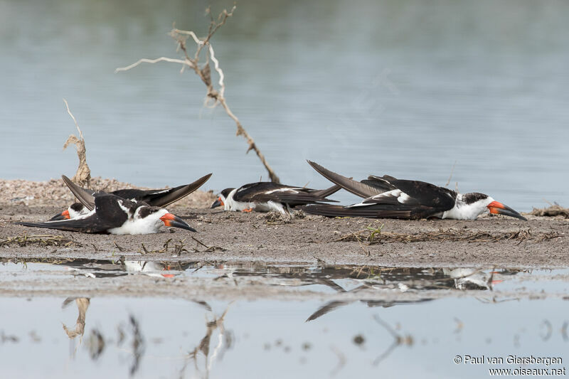 Black Skimmer