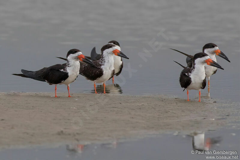 Black Skimmer