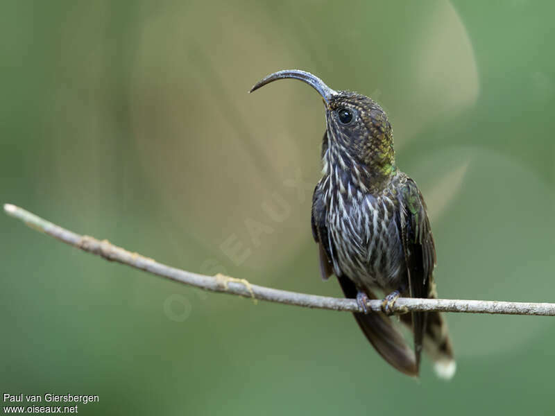 Bec-en-faucille aigleadulte, identification