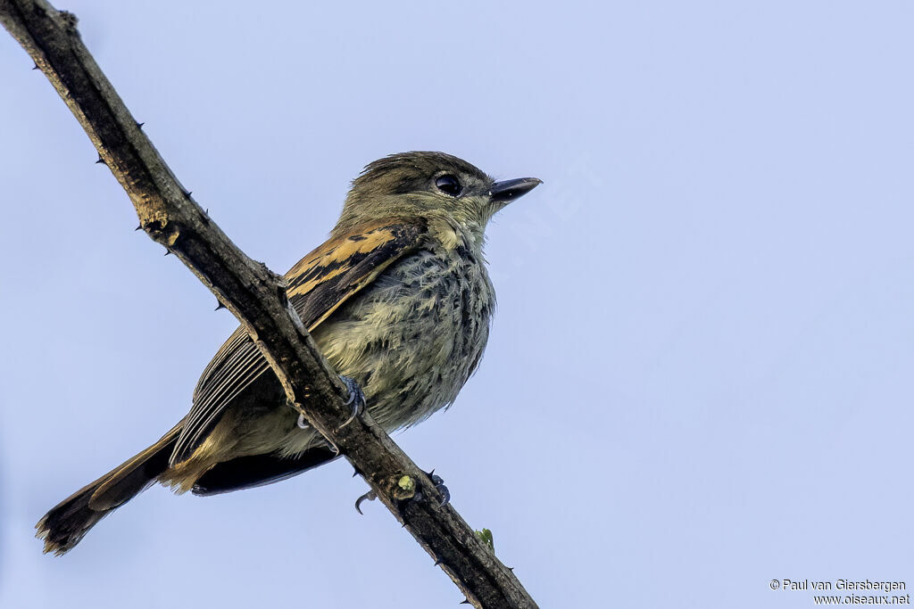White-winged Becard female adult