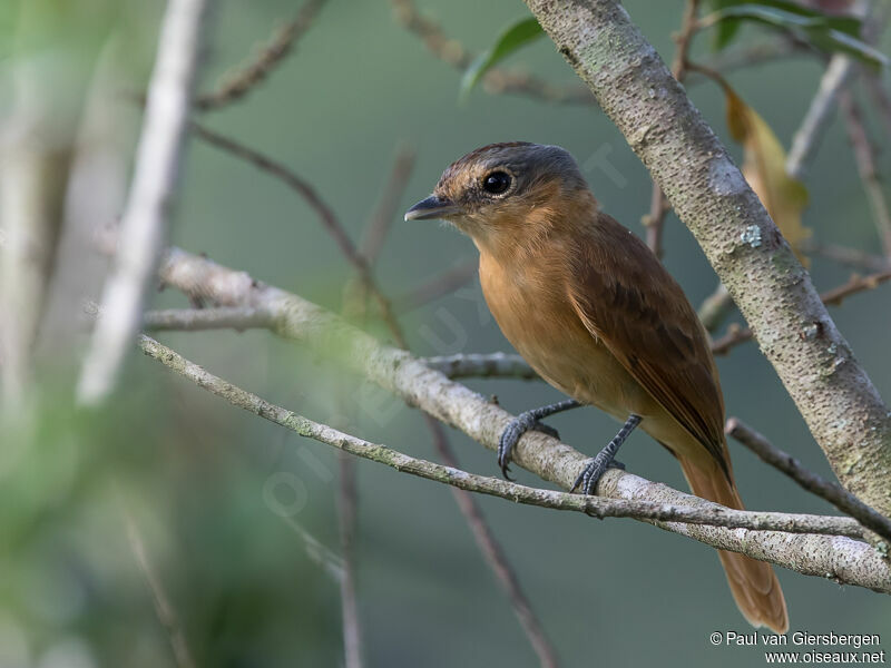 Chestnut-crowned Becard