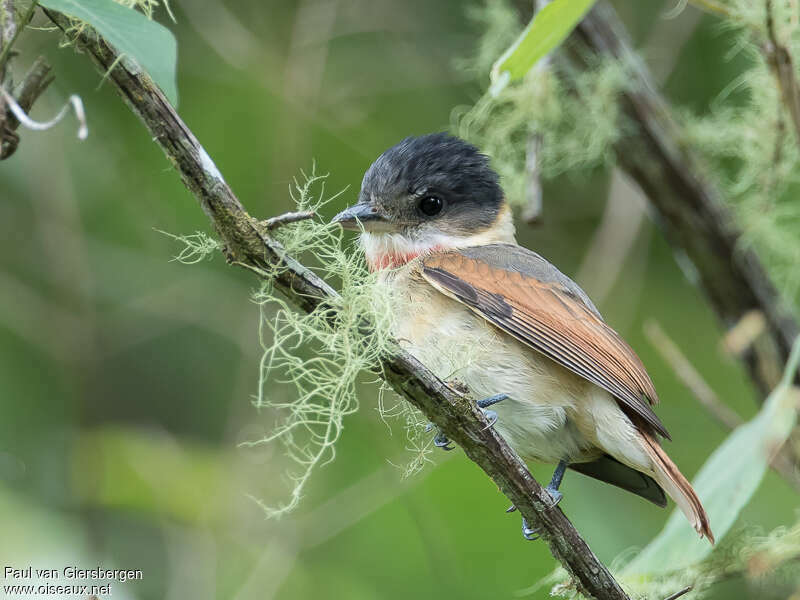 Rose-throated Becard male immature, identification