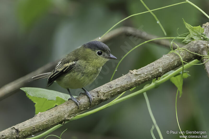 Barred Becard female adult