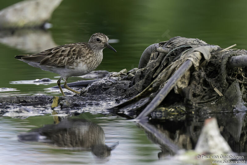 Long-toed Stintadult post breeding