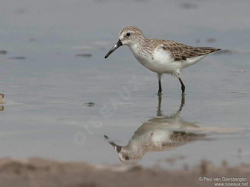 Western Sandpiper