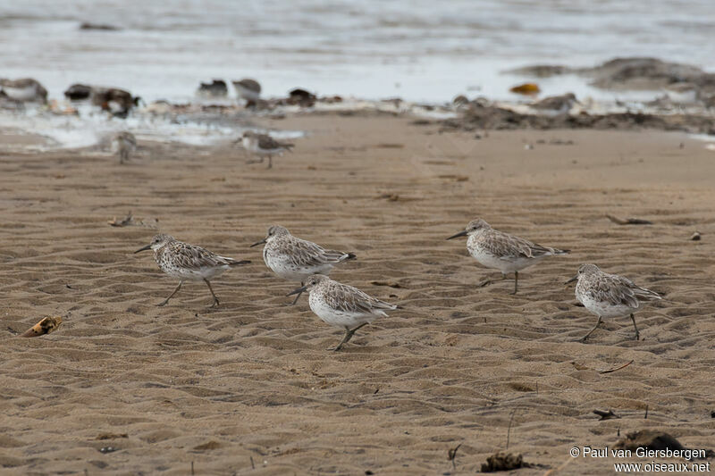 Great Knot