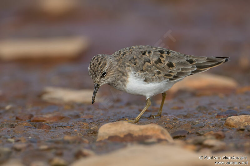 Temminck's Stintadult breeding