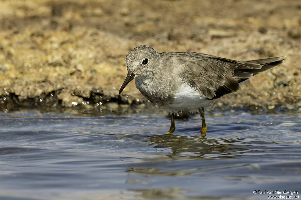 Bécasseau de Temminck