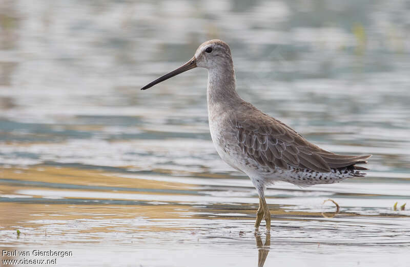 Short-billed Dowitcheradult post breeding, identification