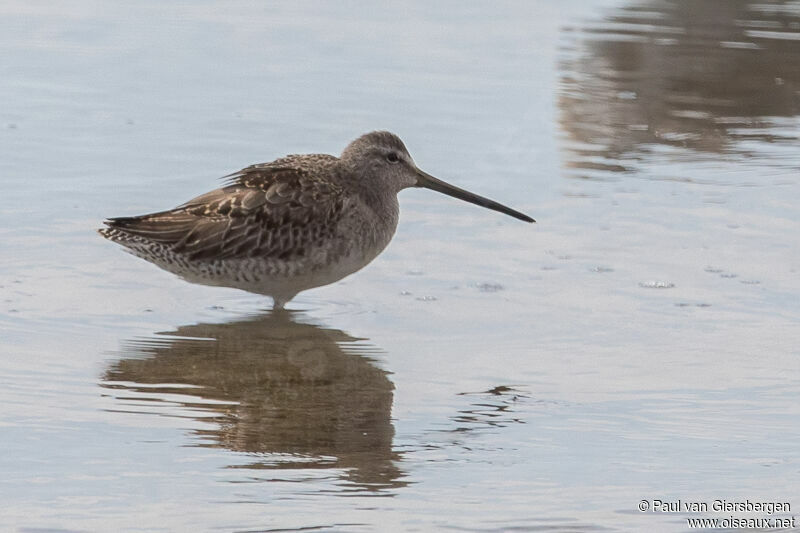 Short-billed Dowitcher