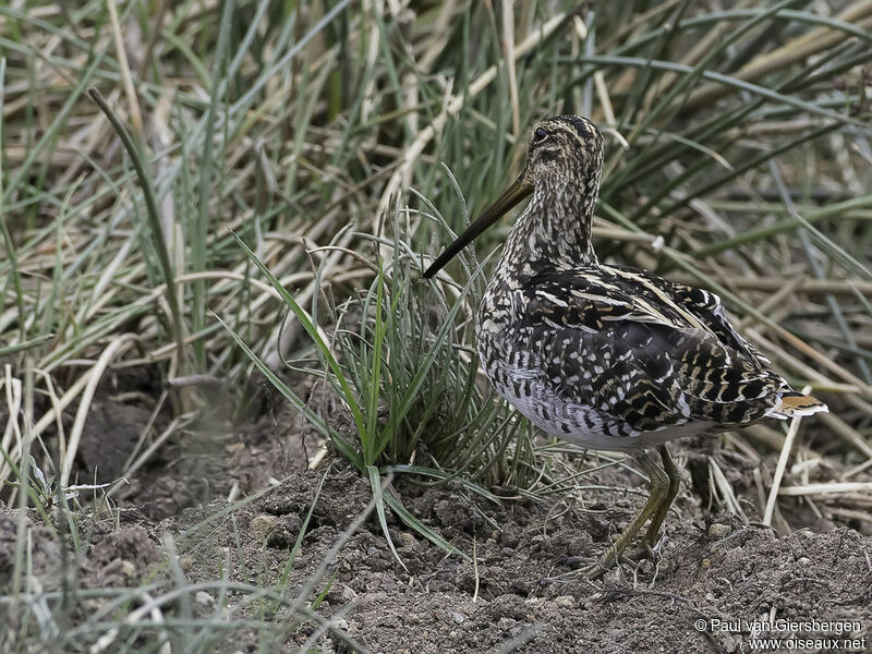 Bécassine africaineadulte