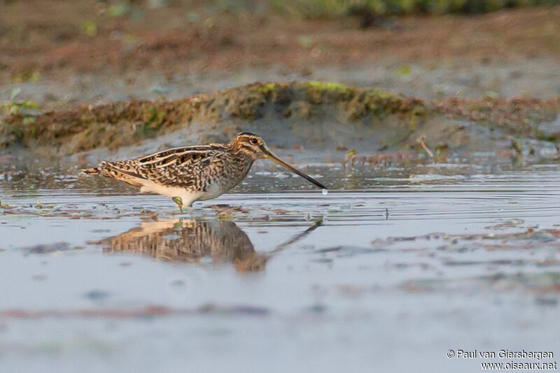 Common Snipeadult