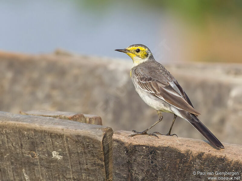 Citrine Wagtailadult