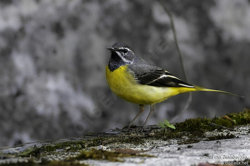 Grey Wagtailadult