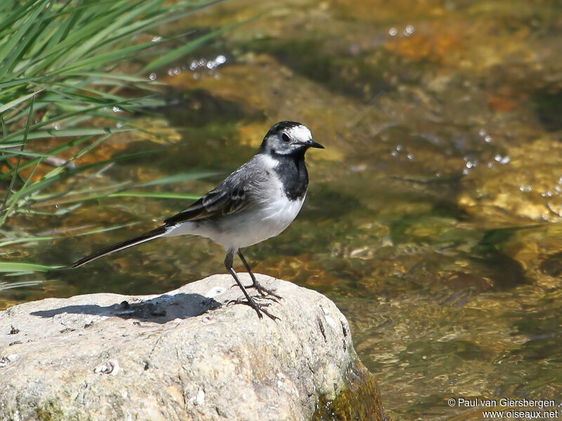 White Wagtail