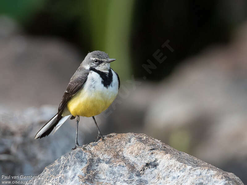 Madagascar Wagtailadult