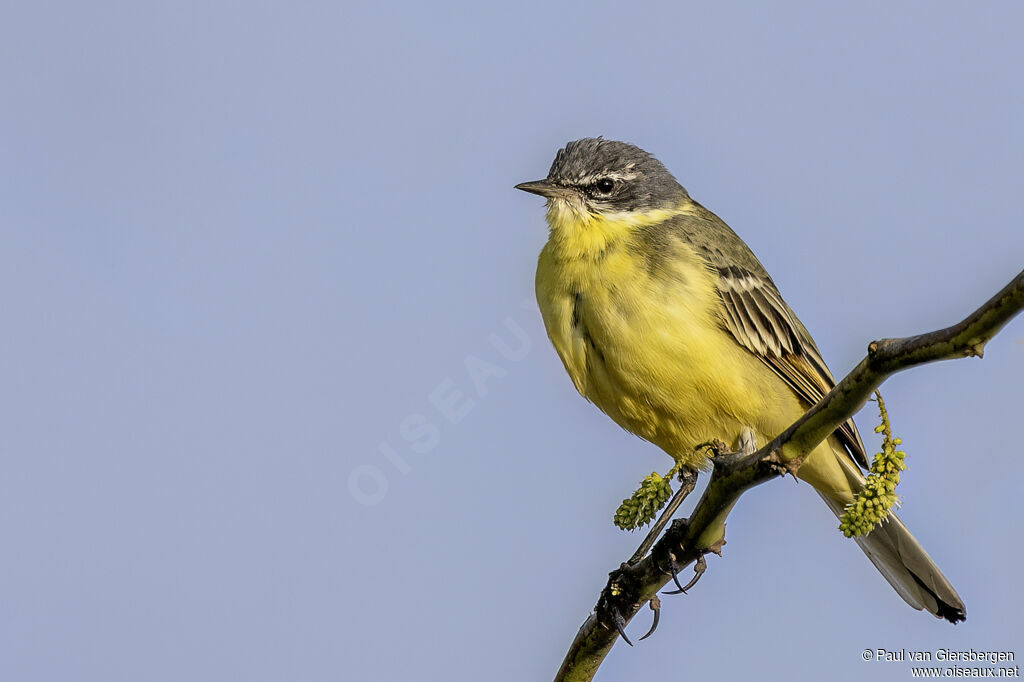 Bergeronnette printanièreadulte