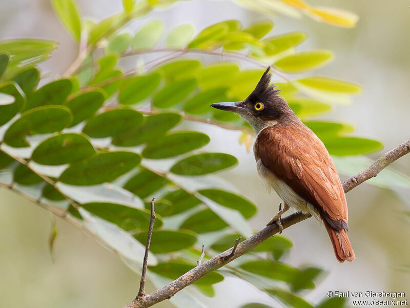 Black-and-white Shrike-flycatcher