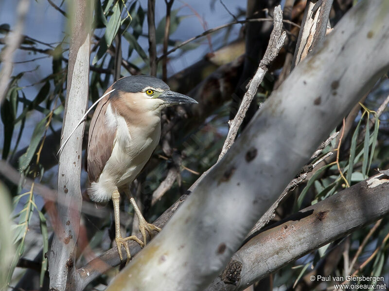 Nankeen Night Heron