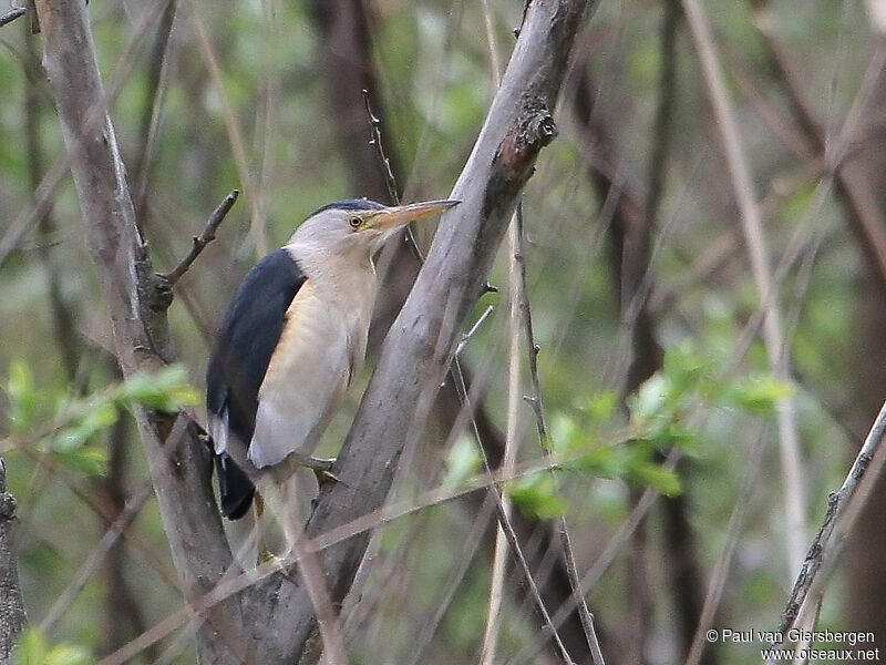 Little Bittern