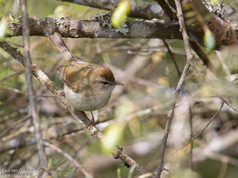 Hume's Bush Warbler, habitat, pigmentation