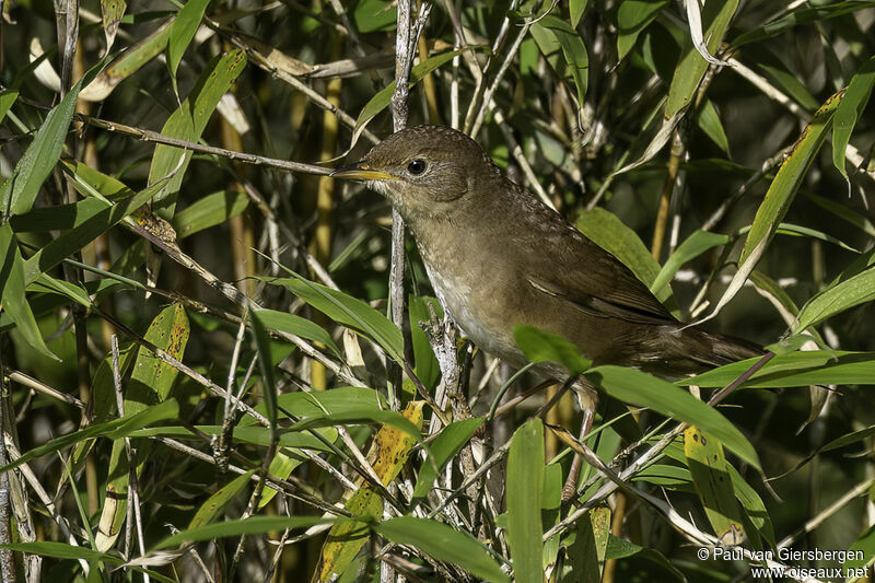 Brown Bush Warbleradult