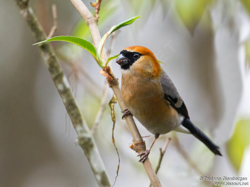 Bouvreuil à tête rouge mâle adulte, identification