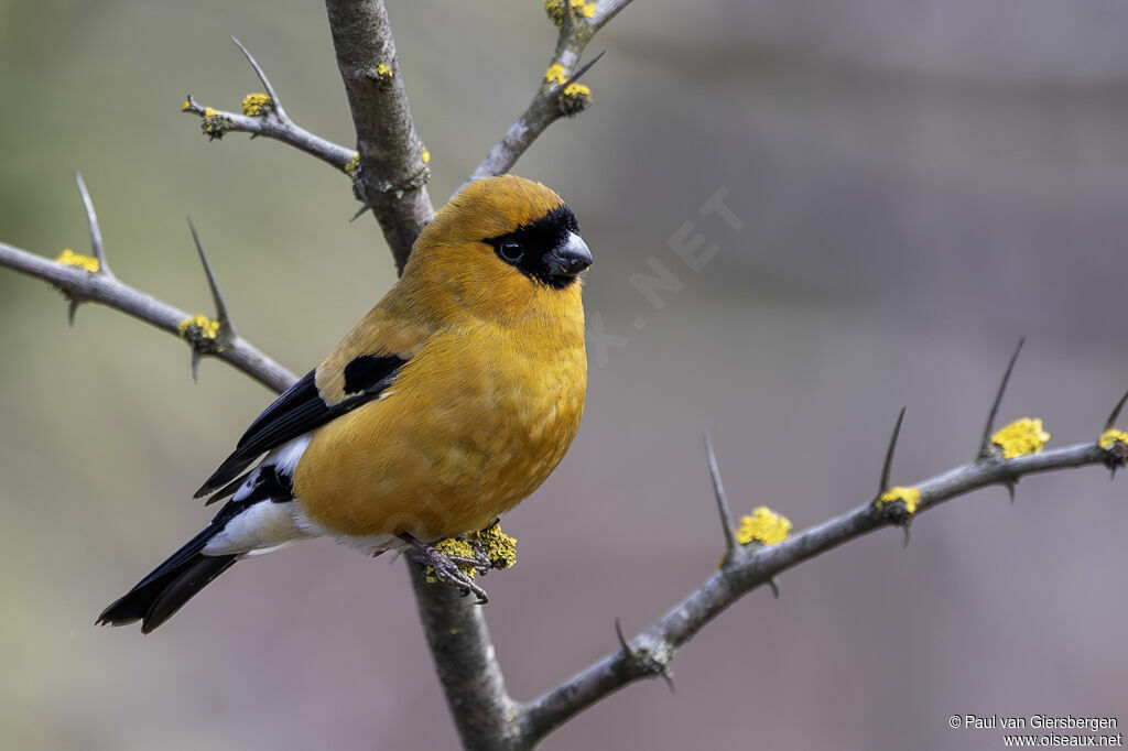 Bouvreuil orangé mâle adulte