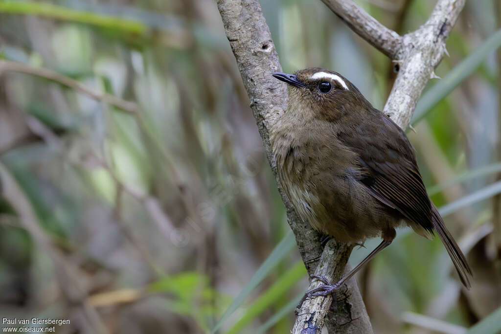 Brachyptère de Taïwanadulte
