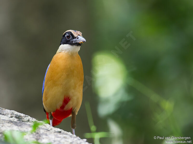 Blue-winged Pitta