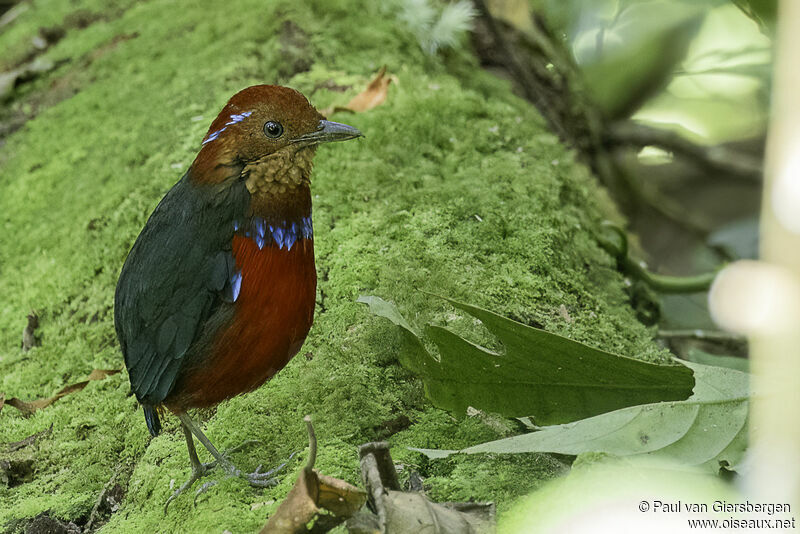 Blue-banded Pittaadult