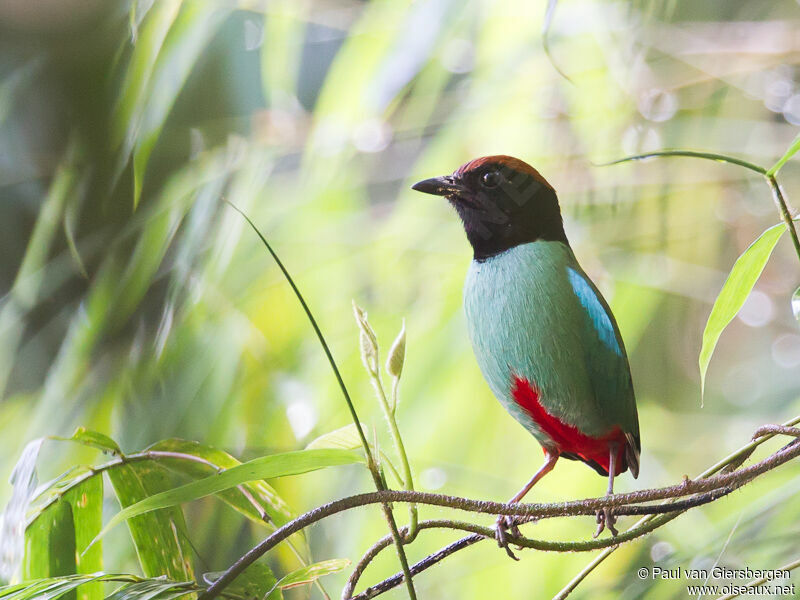 Western Hooded Pittaadult