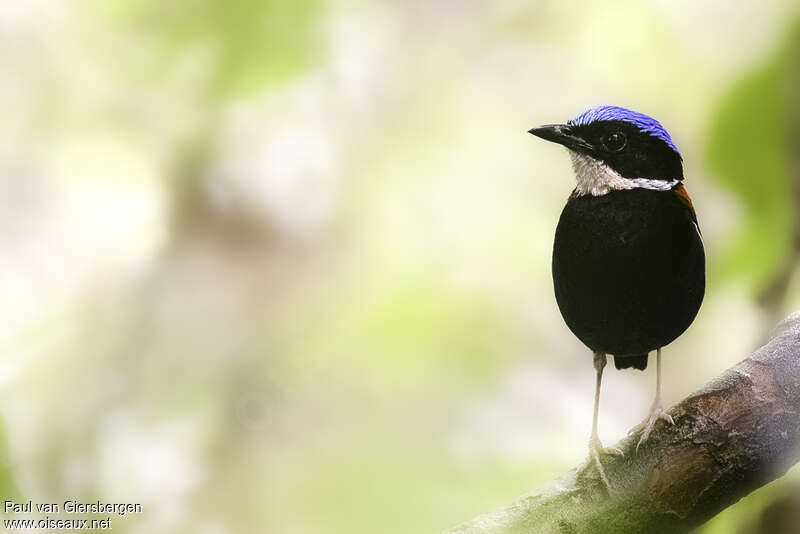 Brève à tête bleueadulte