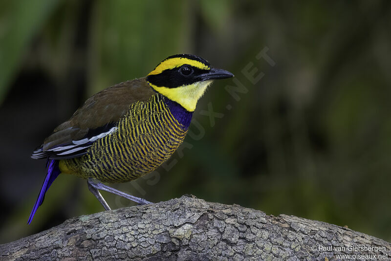 Javan Banded Pitta male adult